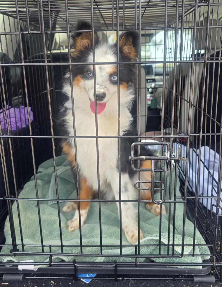 Enlarge Pepper June, a Adoptable Australian Shepherd in Arlington, TX image 1/1