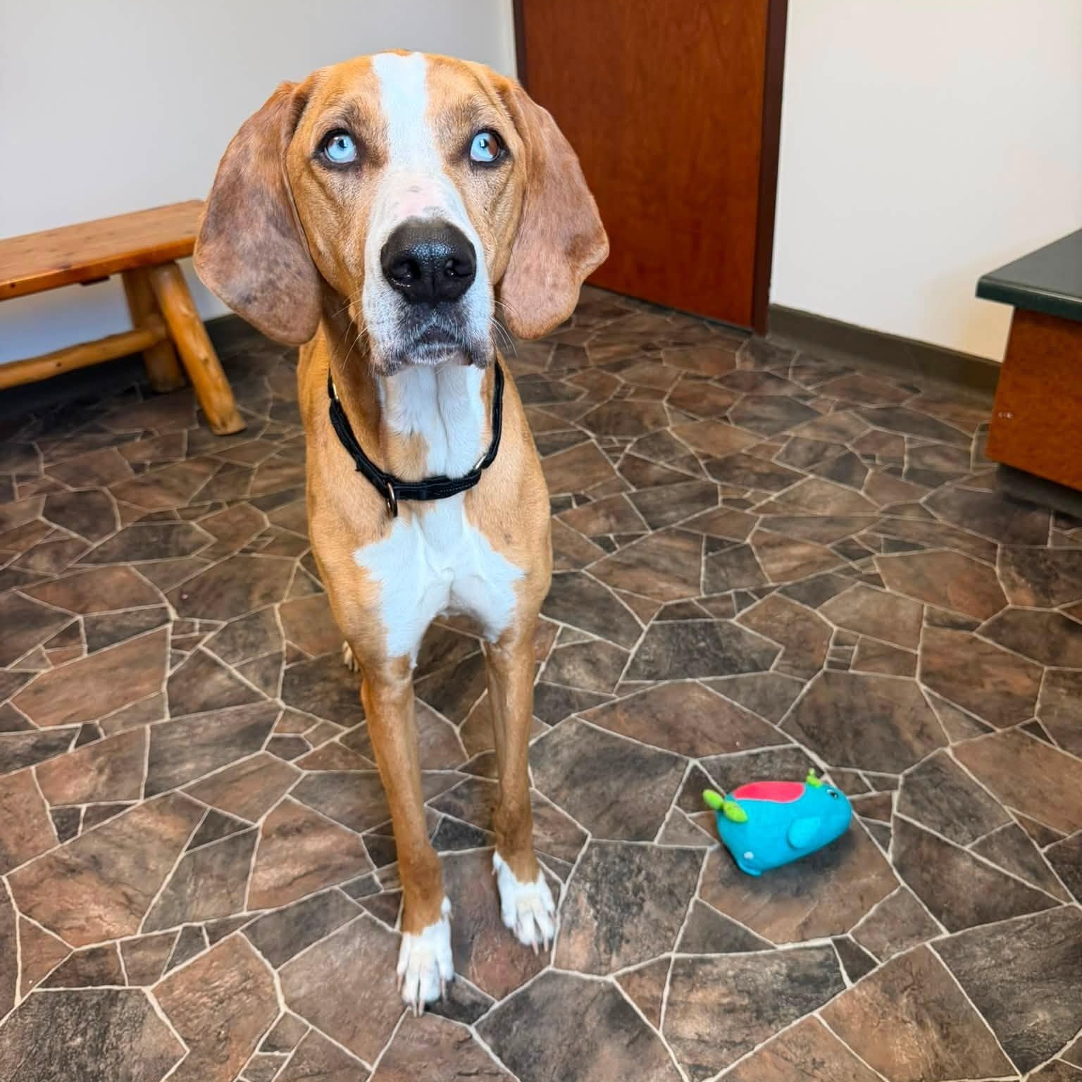Peter, ADOPTABLE, Adult Male Catahoula Leopard Dog.