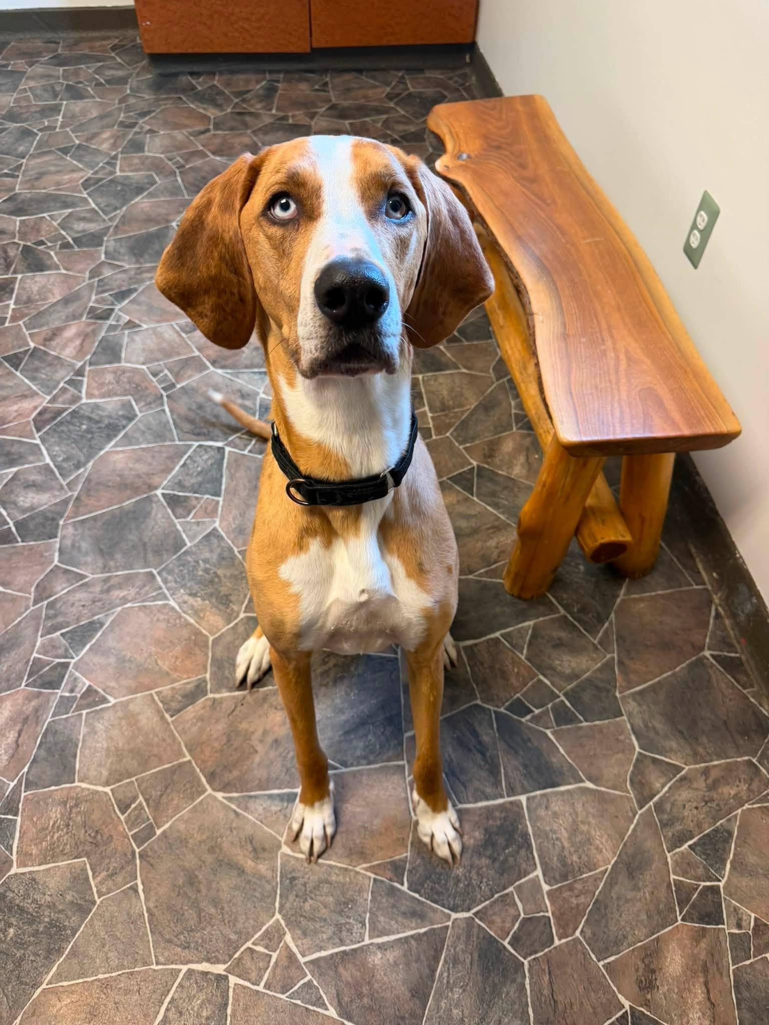 Peter, a ADOPTABLE mixed breed in Sterling Heights, MI image 6/6