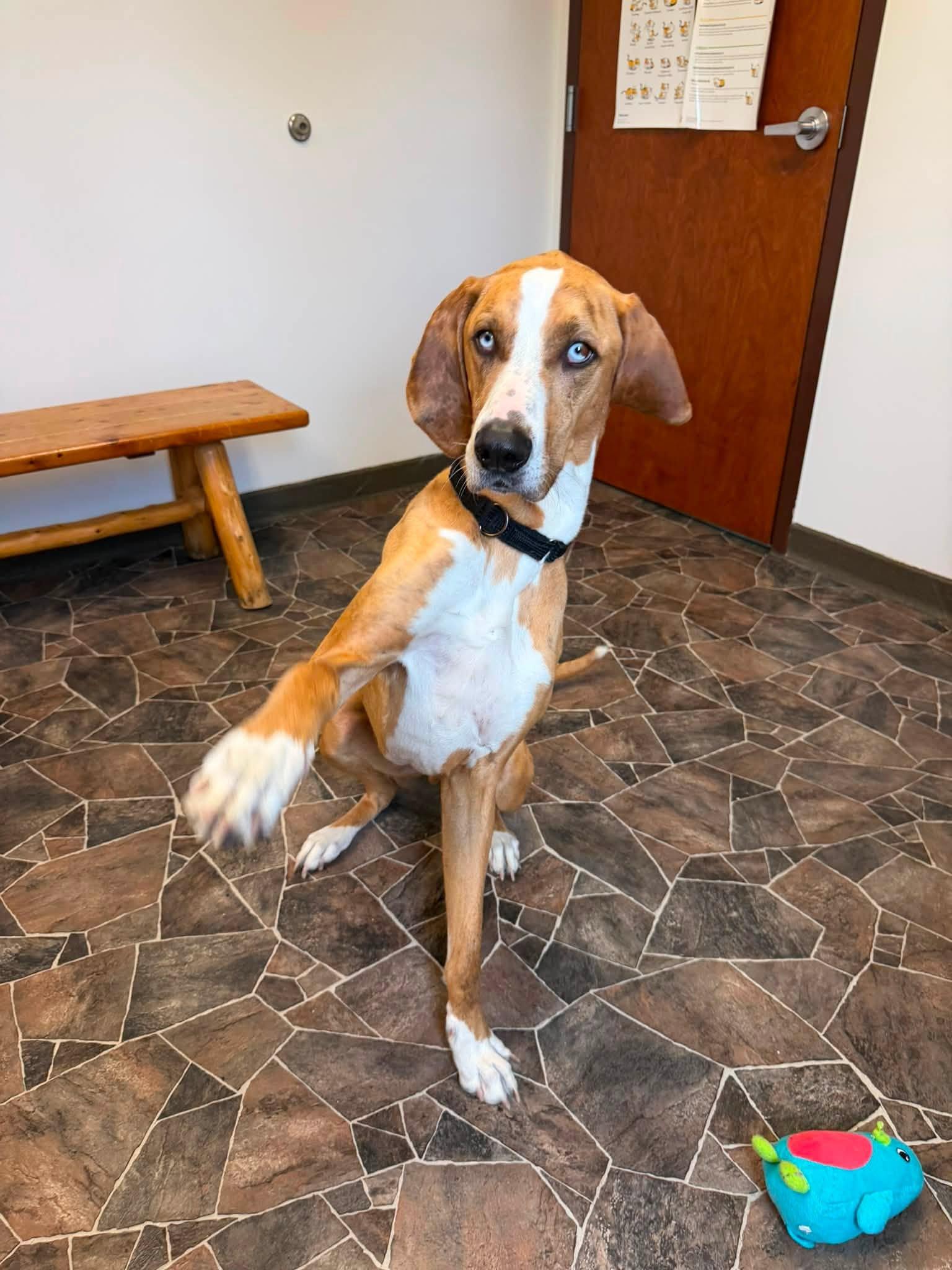 Peter, a ADOPTABLE mixed breed in Sterling Heights, MI image 4/6