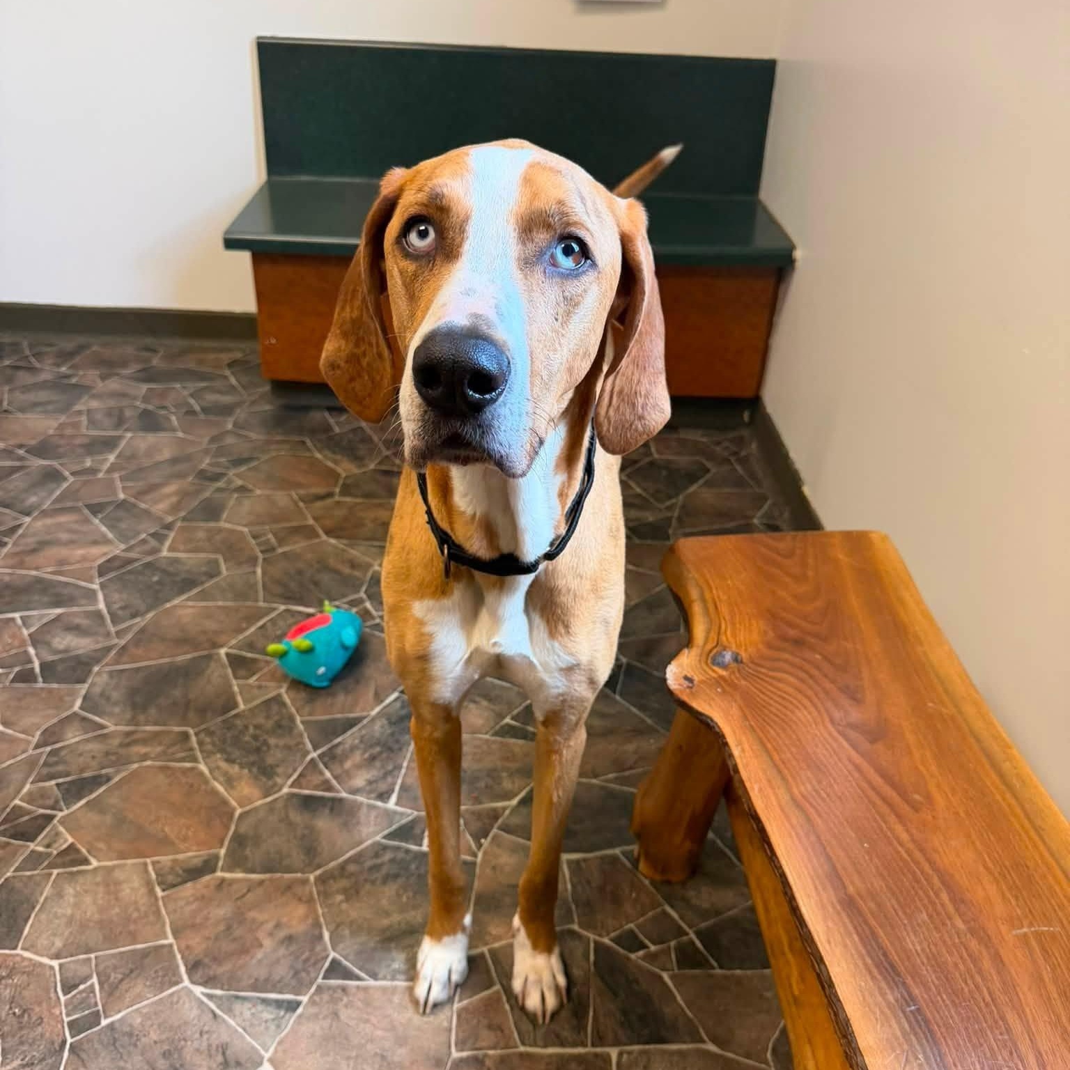 Peter, a ADOPTABLE mixed breed in Sterling Heights, MI image 2/6