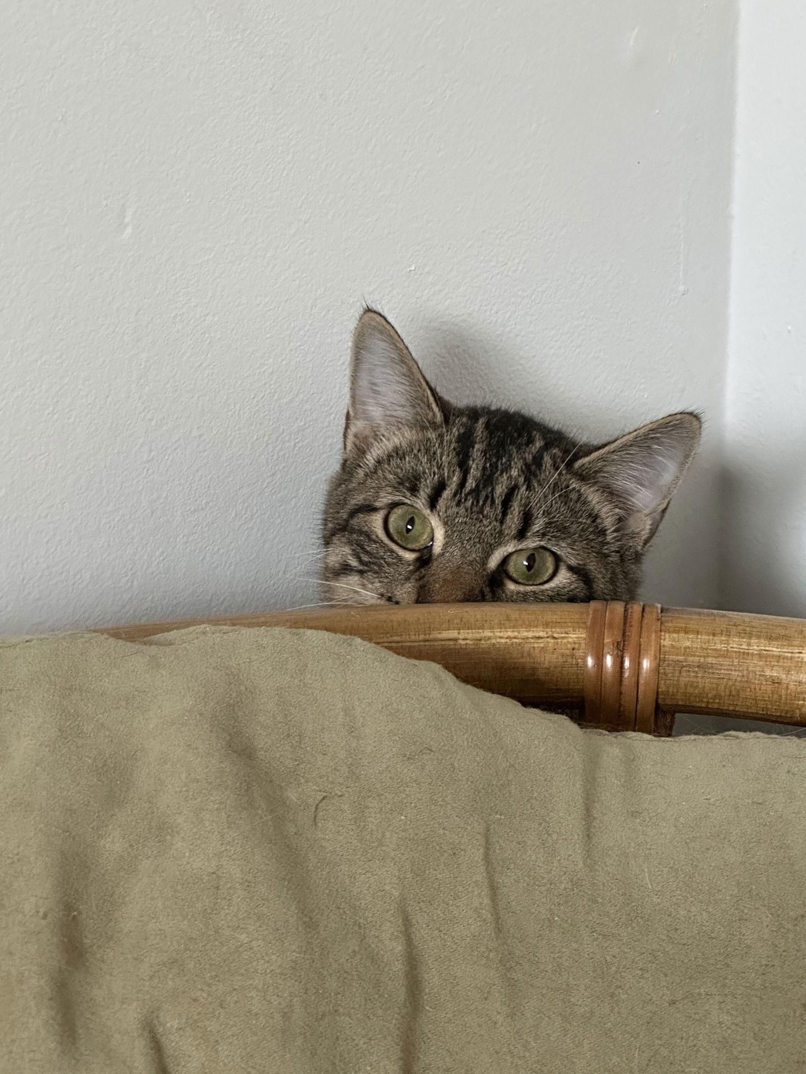 Enlarge Ol' No Name, a Adoptable Domestic Short Hair in Rochester, NY image 1/2