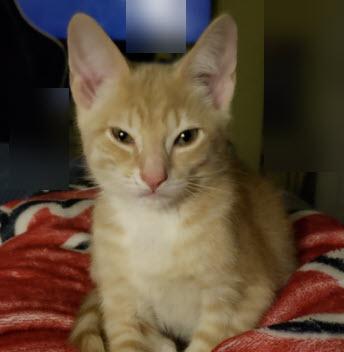 Ramsey Diamond - adopt with Rusty, Adoptable, Kitten Male Domestic Short Hair & Domestic Short Hair.