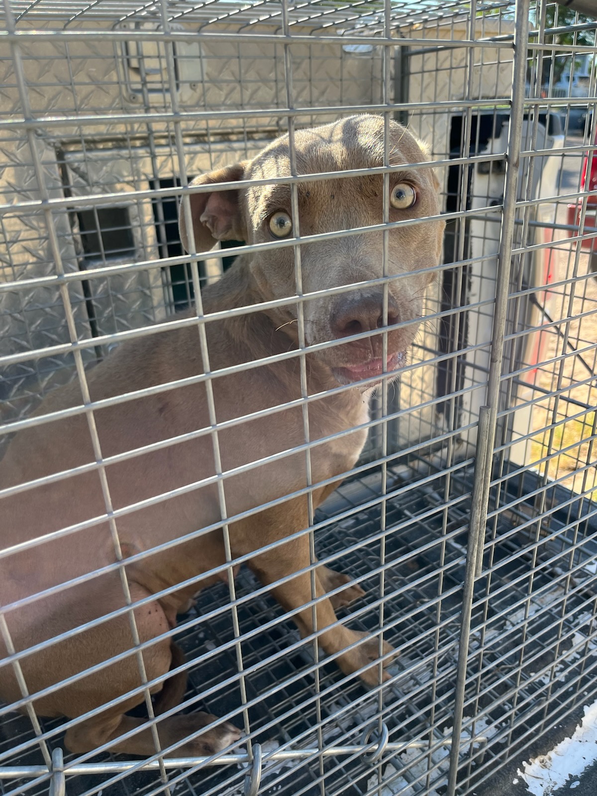 Np1, Adult Female Labrador Retriever