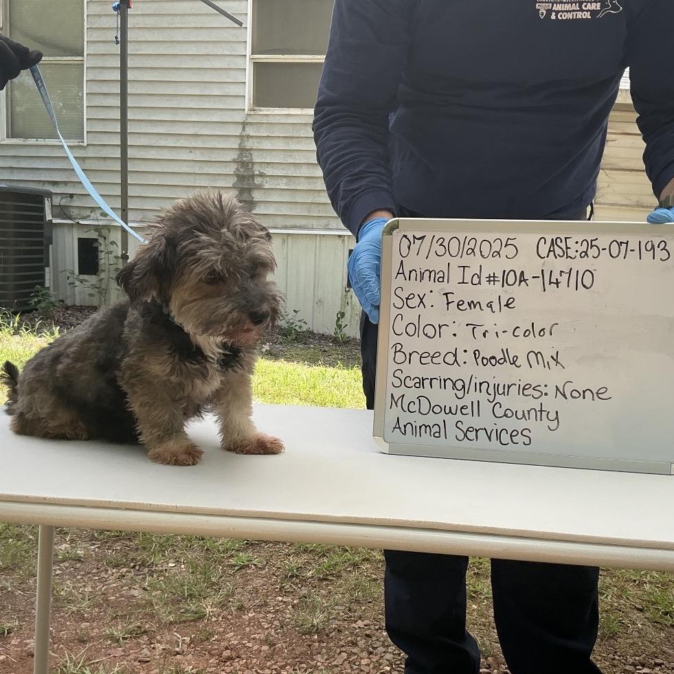 Autumn A thumbnail 5