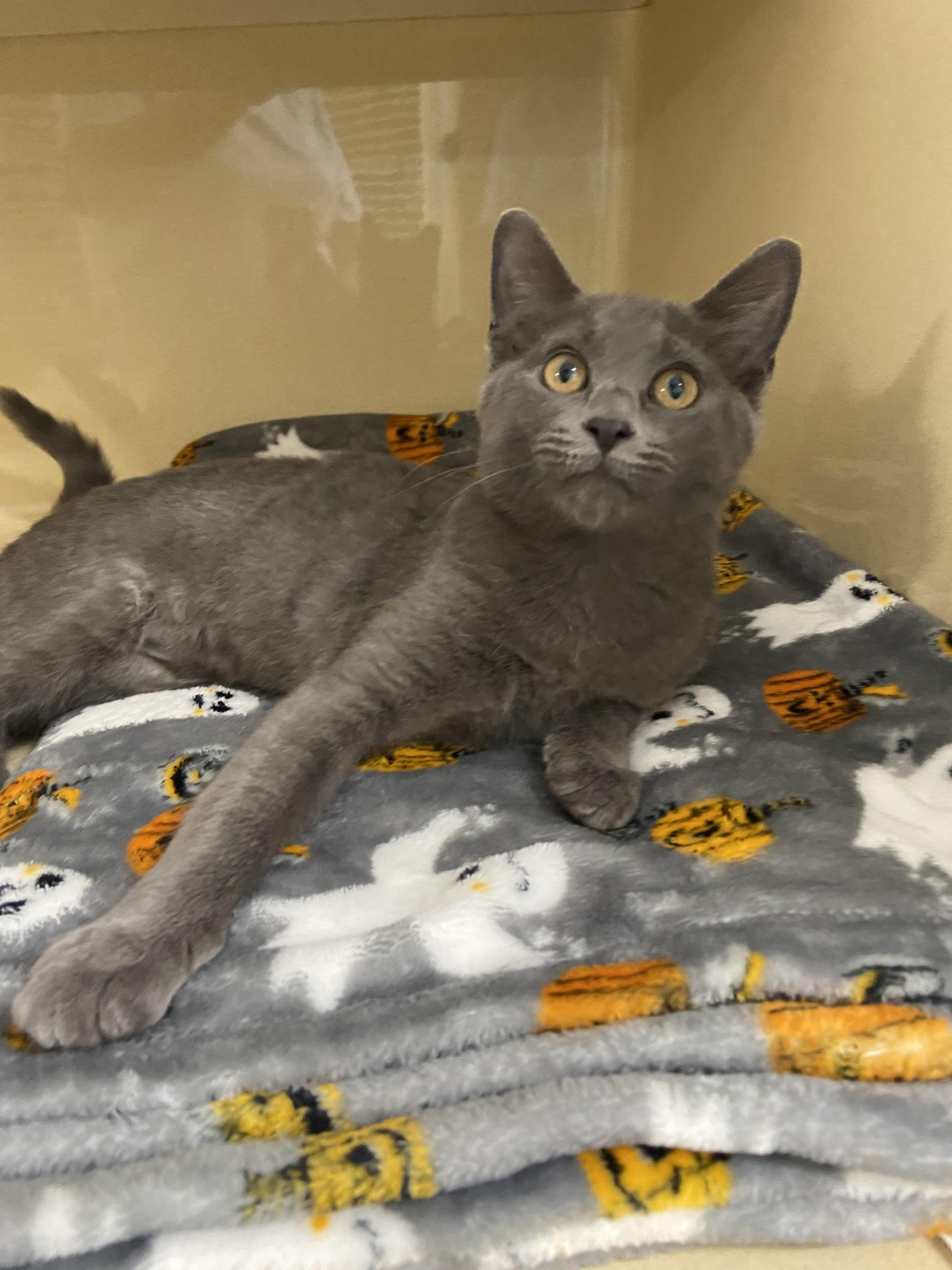 Enlarge Niobe, a Adoptable Domestic Short Hair in Indianapolis, IN image 1/1