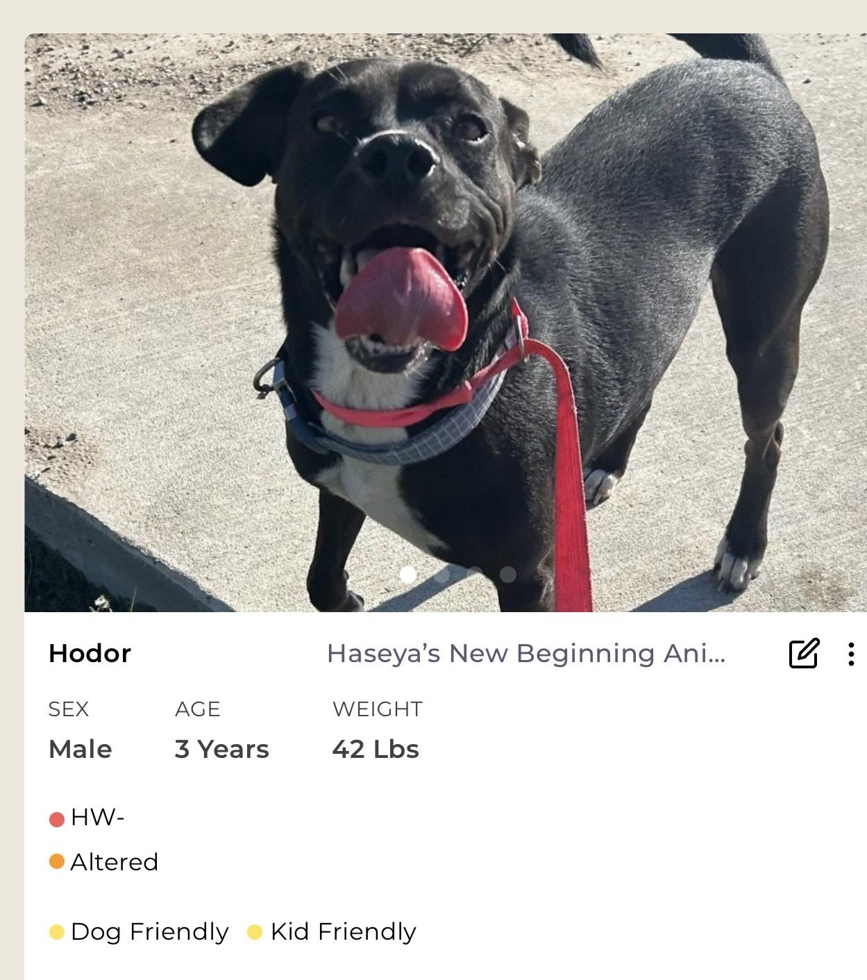 Enlarge Hodar, a ADOPTABLE Mixed Breed in Rayne, LA image 1/1