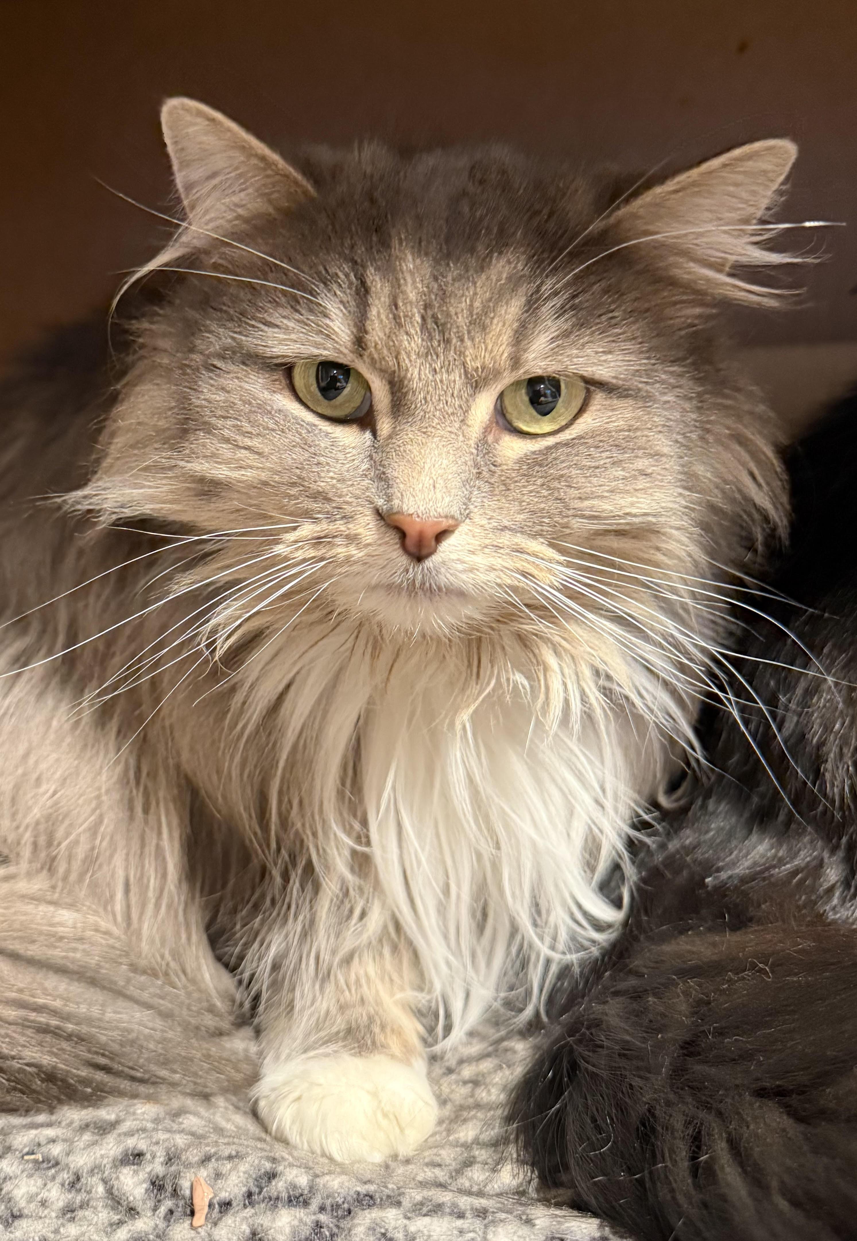 Enlarge Beth Dutton, a Adoptable Domestic Long Hair in Butte, MT image 2/2
