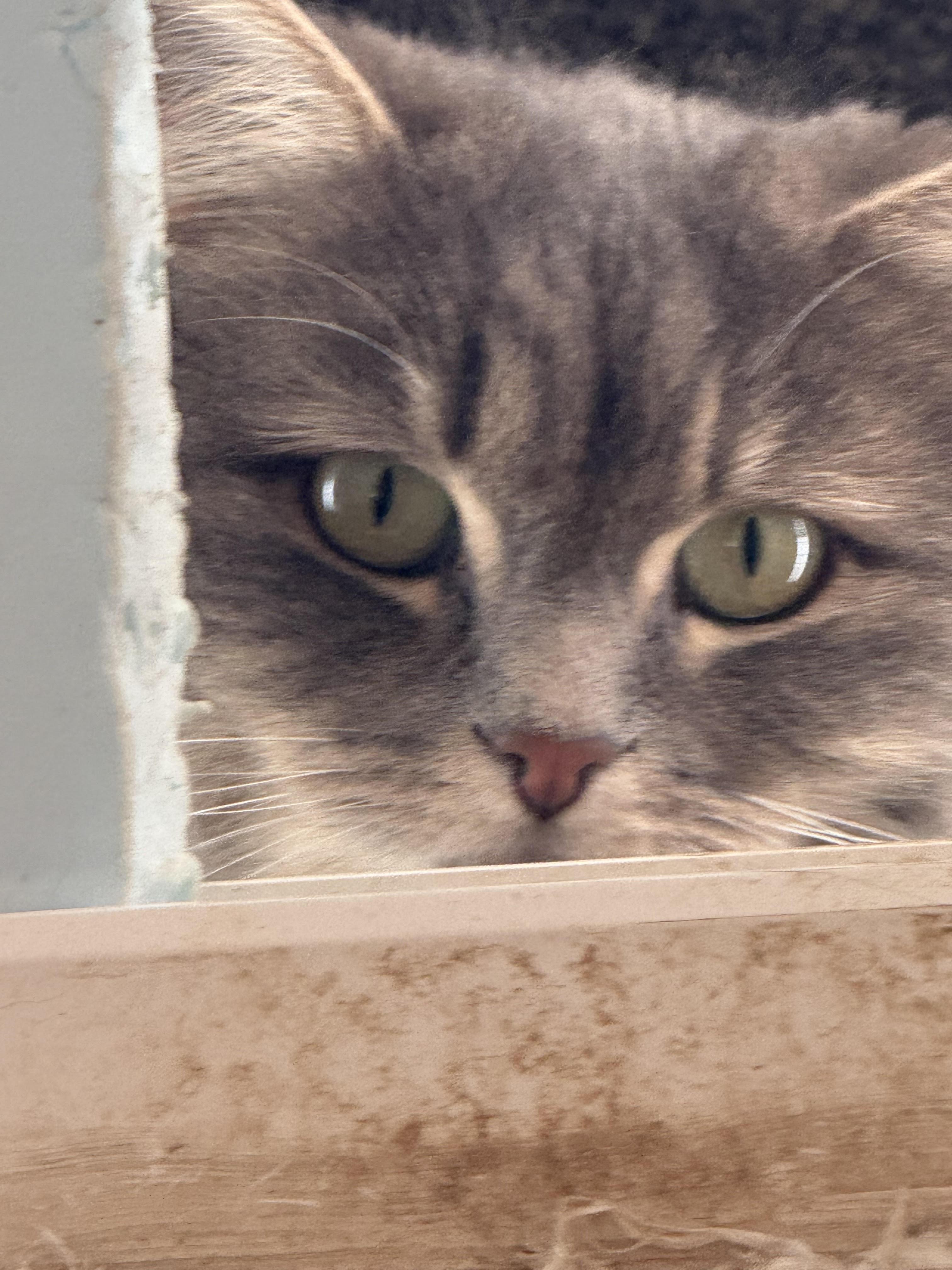 Enlarge Beth Dutton, a Adoptable Domestic Long Hair in Butte, MT image 1/2