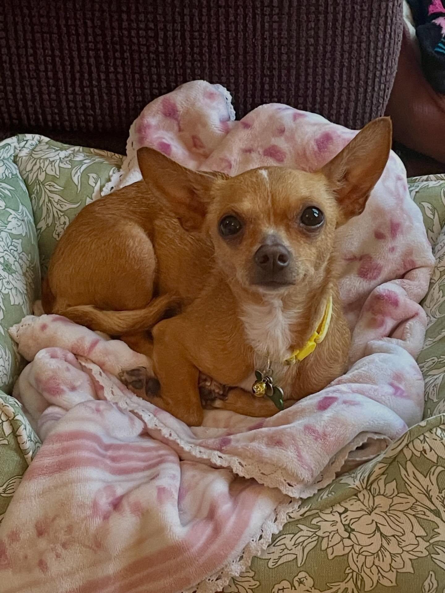 Karina, Adopted, Young Female Chihuahua.