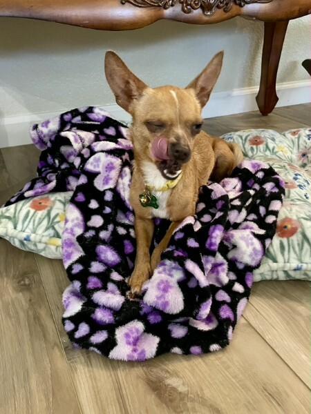 Enlarge Karina, a Adopted Chihuahua in Austin, TX image 2/6