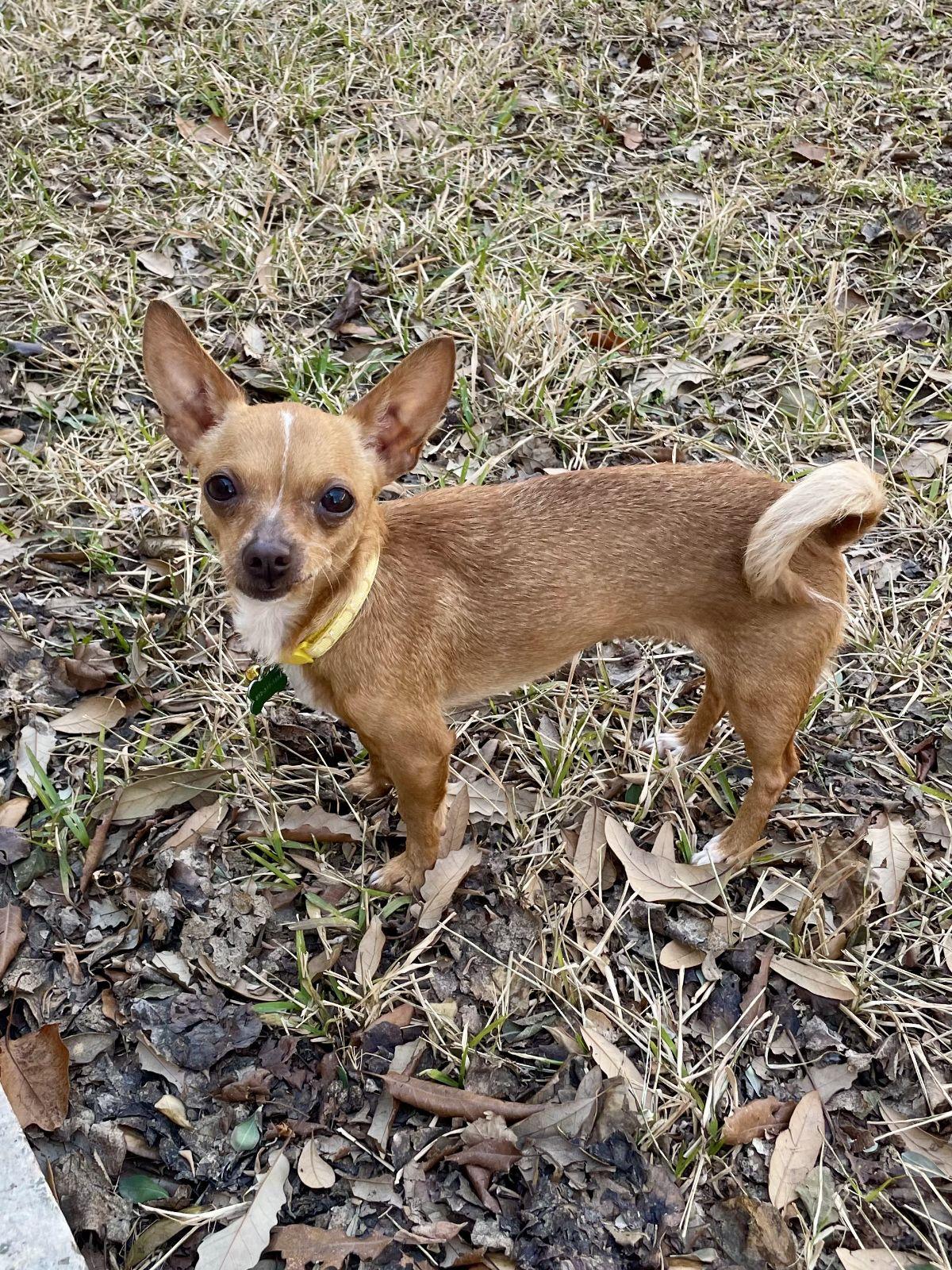Enlarge Karina, a Adopted Chihuahua in Austin, TX image 3/6