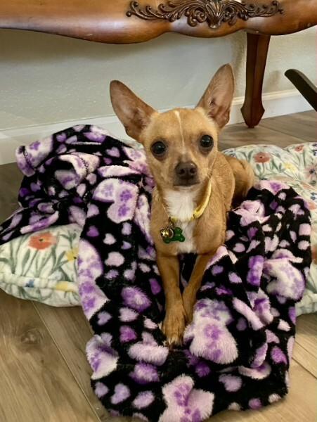 Enlarge Karina, a Adopted Chihuahua in Austin, TX image 4/6