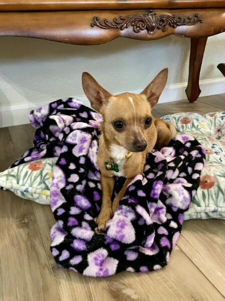 Enlarge Karina, a Adopted Chihuahua in Austin, TX image 5/6