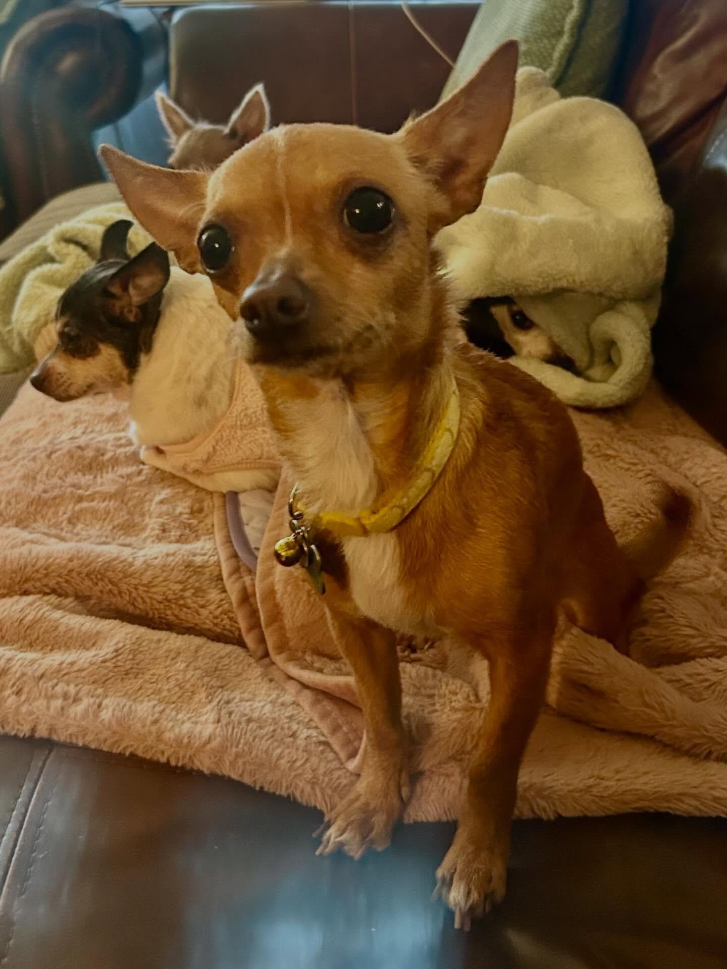 Enlarge Karina, a Adopted Chihuahua in Austin, TX image 6/6