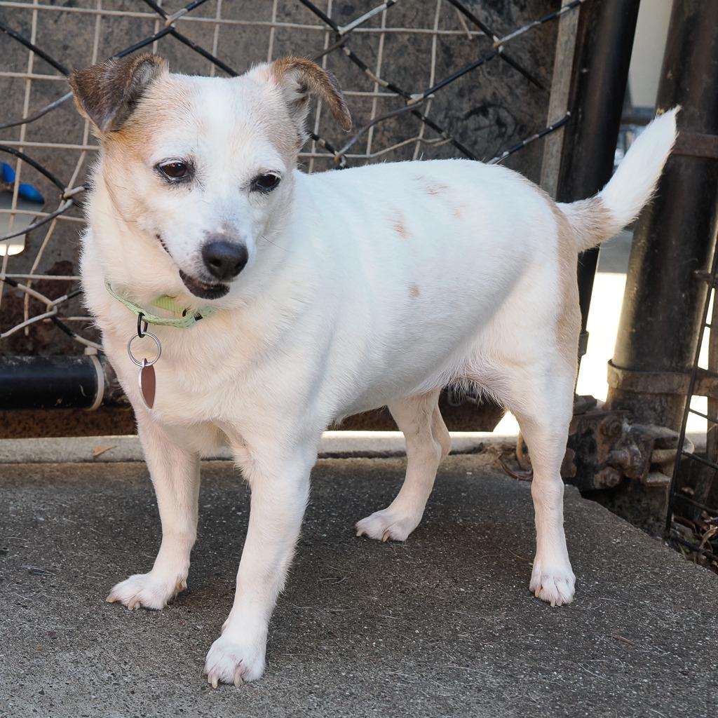 BRITTANY, Adoptable, Senior Female Chihuahua & Mixed Breed.