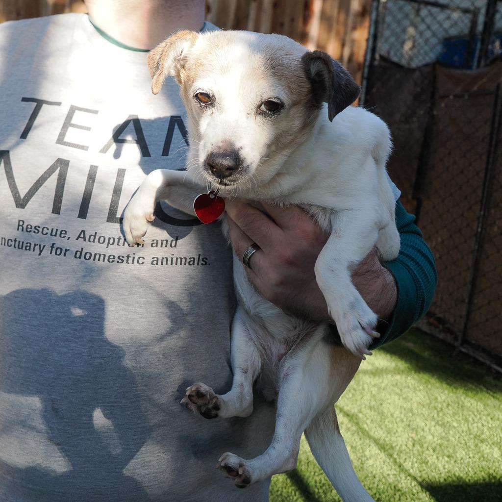 BRITTANY, Adoptable, Senior Female Chihuahua & Mixed Breed.