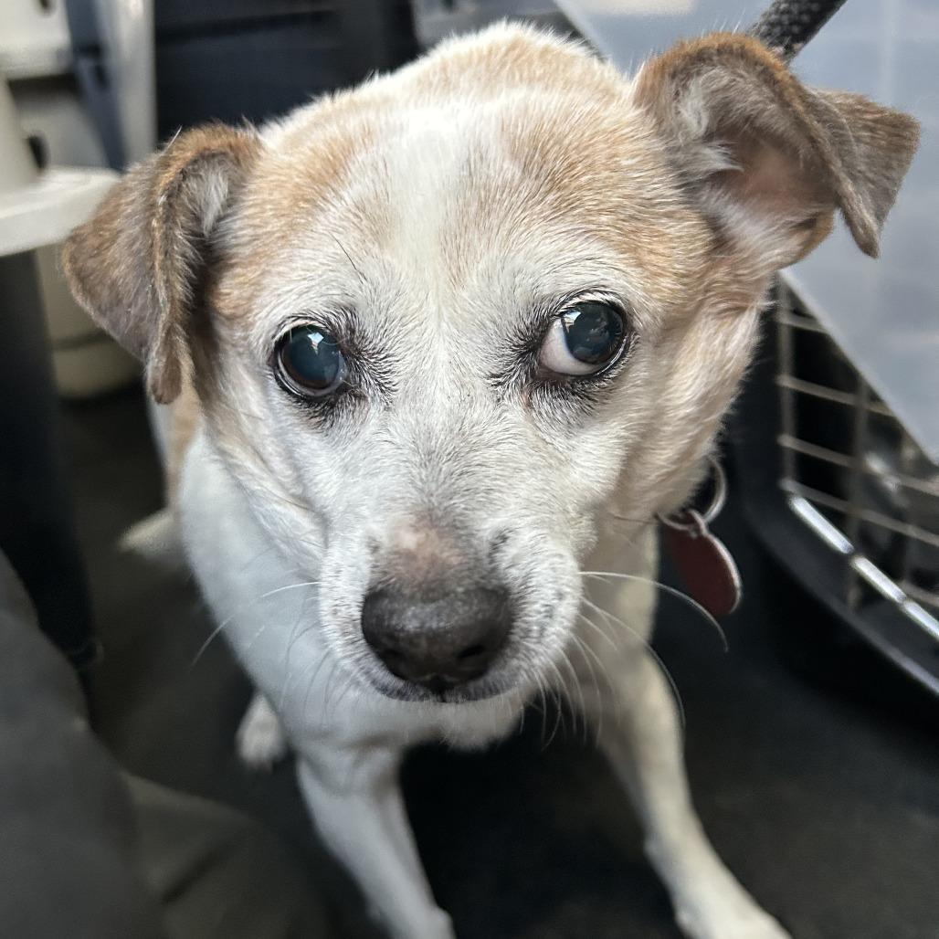 Enlarge BRITTANY, a Adoptable mixed breed in Point Richmond, CA image 3/4
