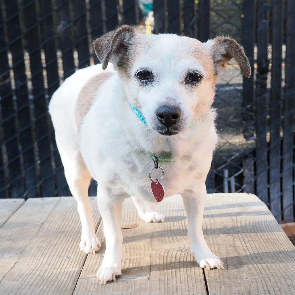 Enlarge BRITTANY, a Adoptable mixed breed in Point Richmond, CA image 4/4