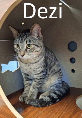 Dezi, Adoptable, Kitten Female Torbie & Domestic Short Hair.