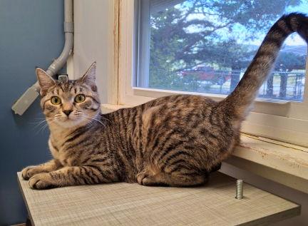 Enlarge Dezi, a Adoptable mixed breed in Mountain View, AR image 2/3