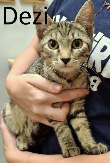 Enlarge Dezi, a Adoptable mixed breed in Mountain View, AR image 3/3