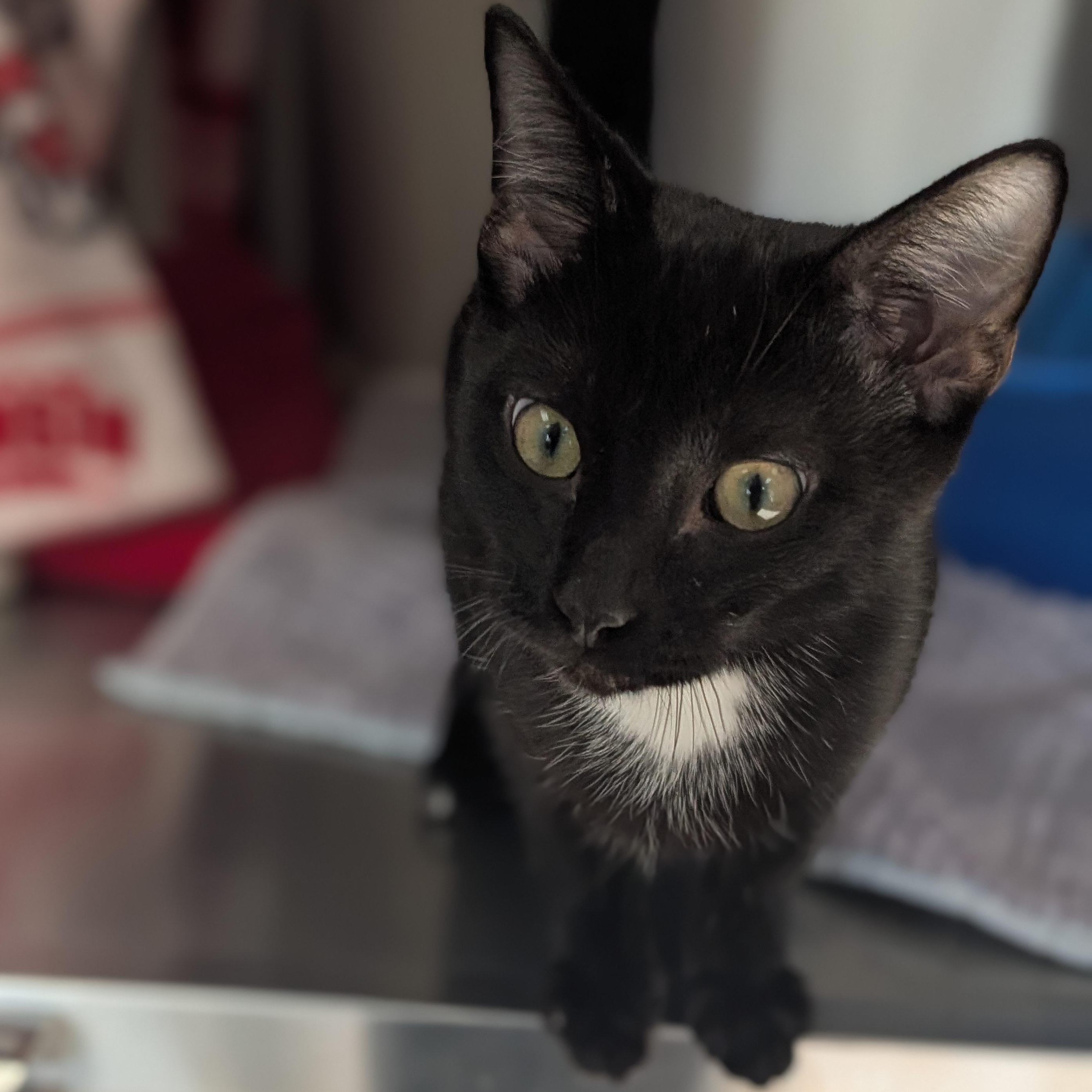 Enlarge Elliot, a ADOPTABLE Domestic Short Hair in Madison, WI image 3/3