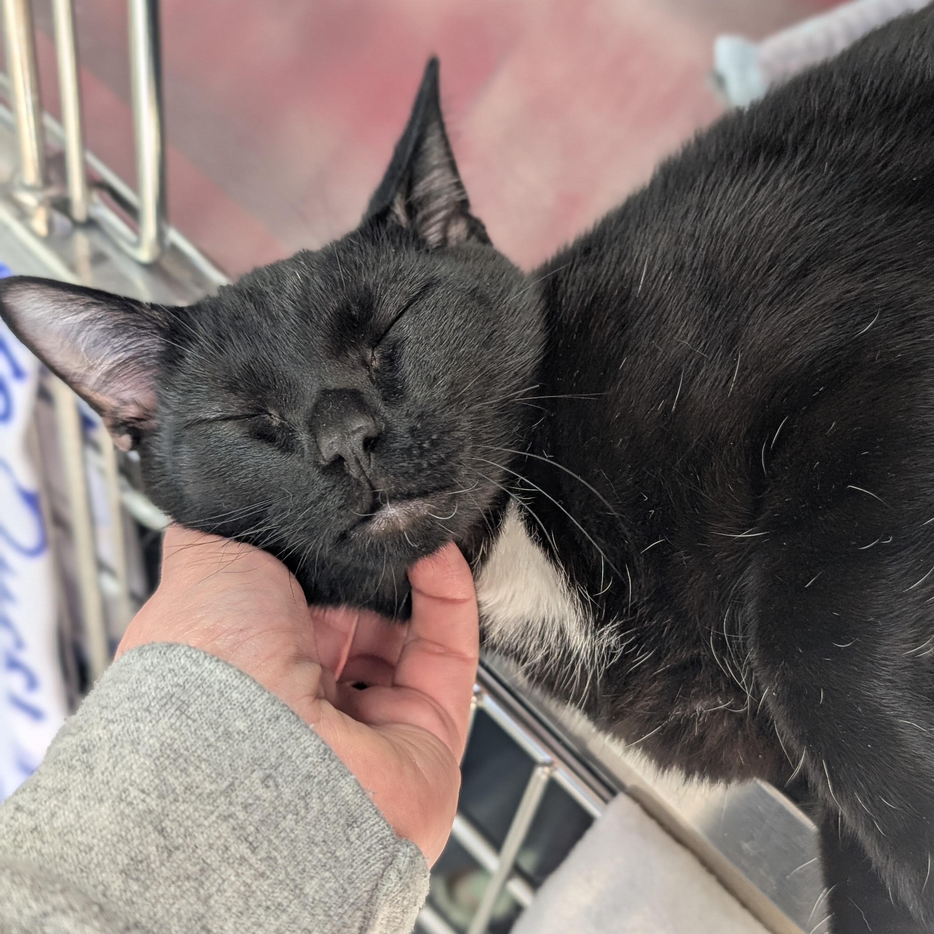 Enlarge Elliot, a ADOPTABLE Domestic Short Hair in Madison, WI image 2/3