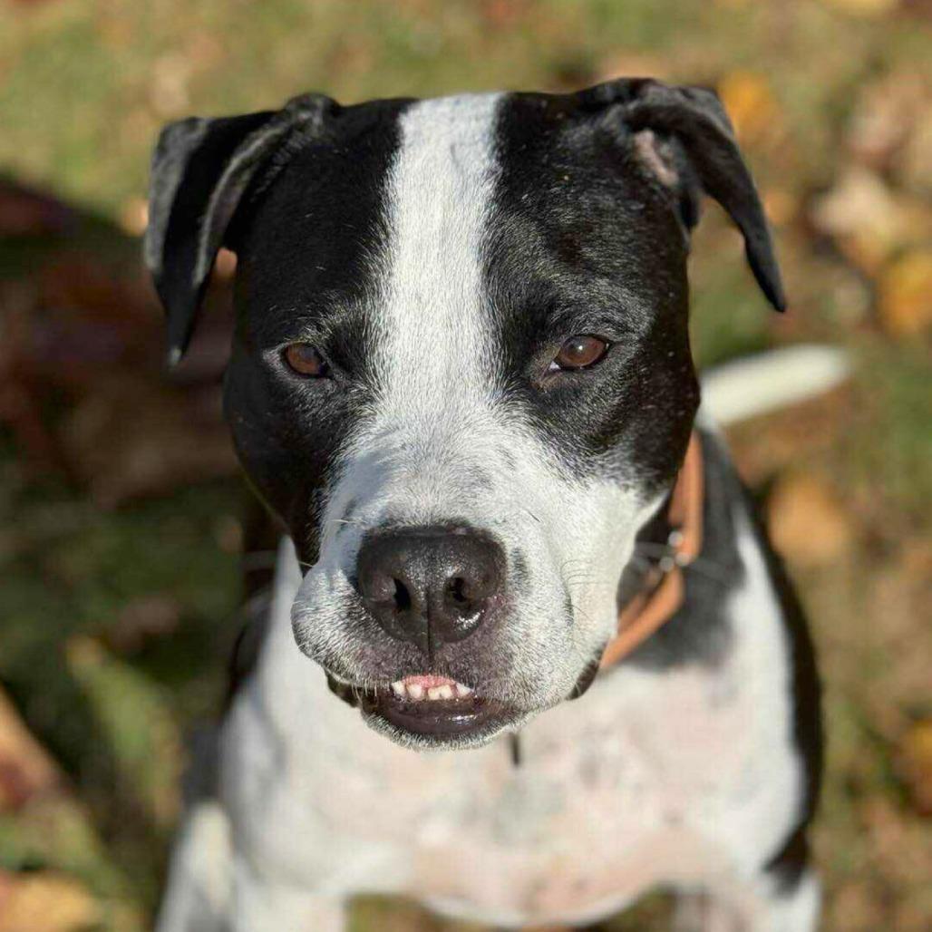 Dasher, Adoptable, Adult Male Mixed Breed.