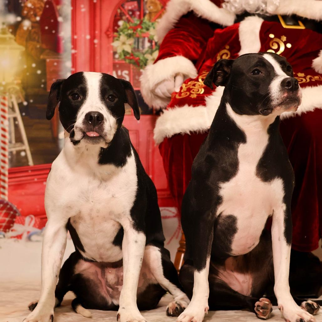 Dasher, a Adoptable Mixed Breed in South Portland, ME image 2/5