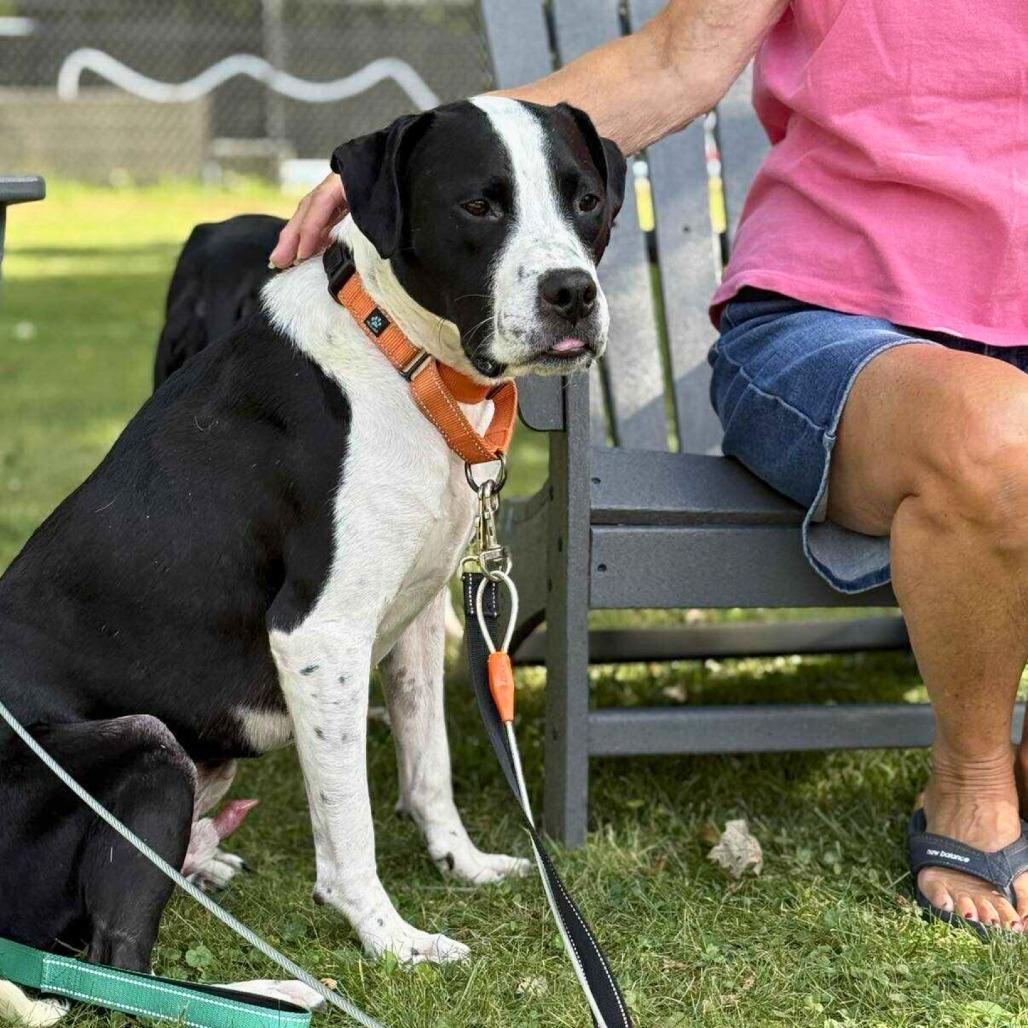 Dasher, a Adoptable Mixed Breed in South Portland, ME image 3/5