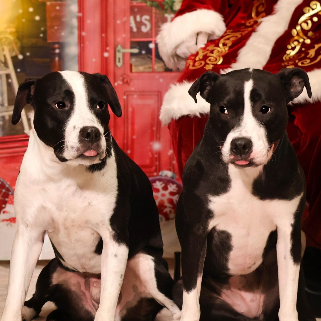 Dasher, a Adoptable Mixed Breed in South Portland, ME image 4/5