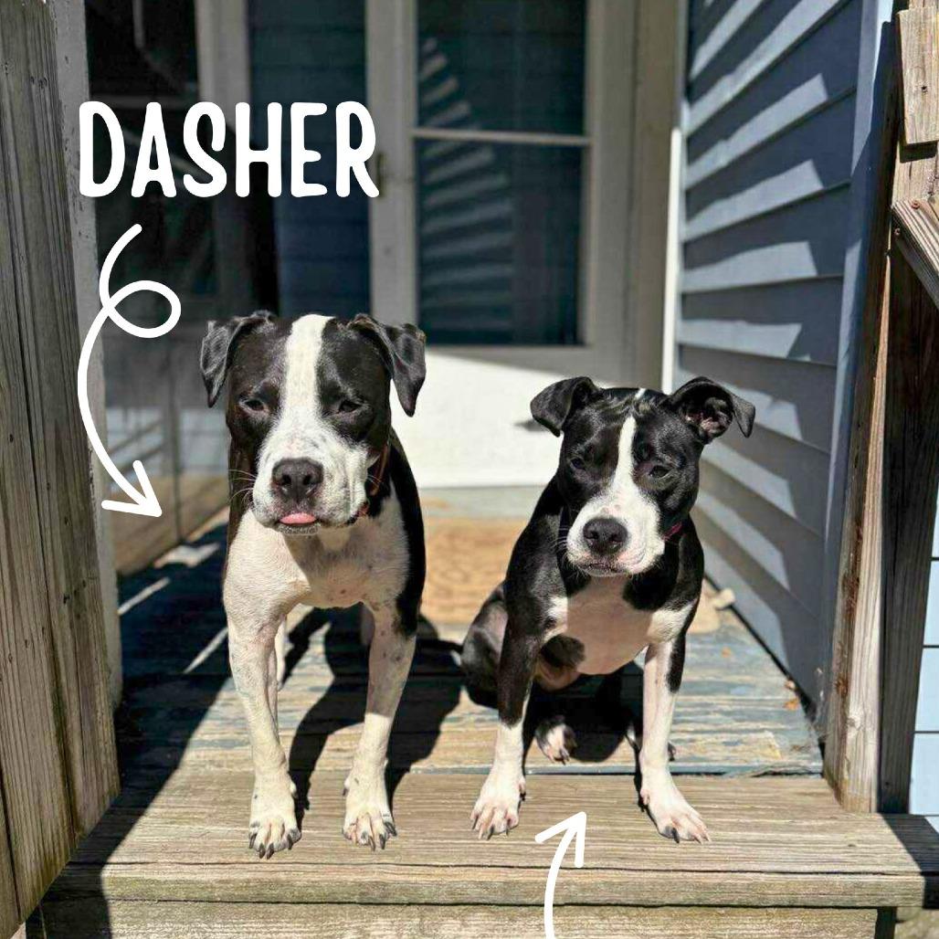 Dasher, a Adoptable Mixed Breed in South Portland, ME image 5/5