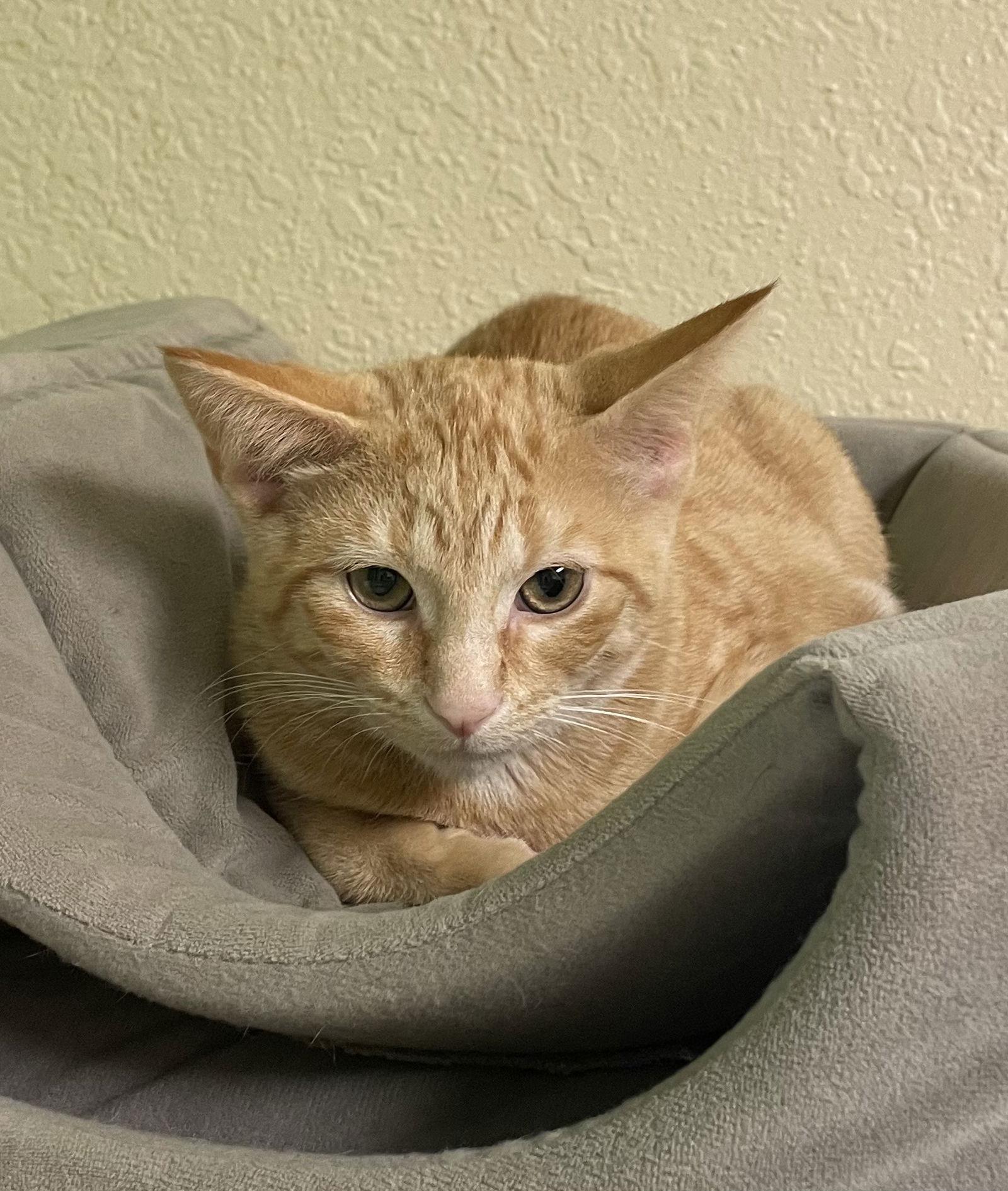 Cheetah, Adopted, Young Male Domestic Short Hair.