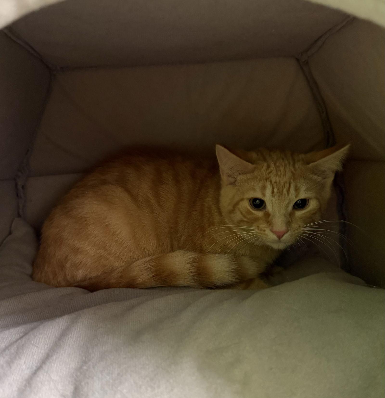 Enlarge Cheetah, a Adopted Domestic Short Hair in Fargo, ND image 2/2