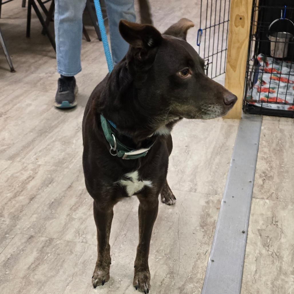 Enlarge Ringo, a Adoptable Mixed Breed in Hinesville, GA image 1/6