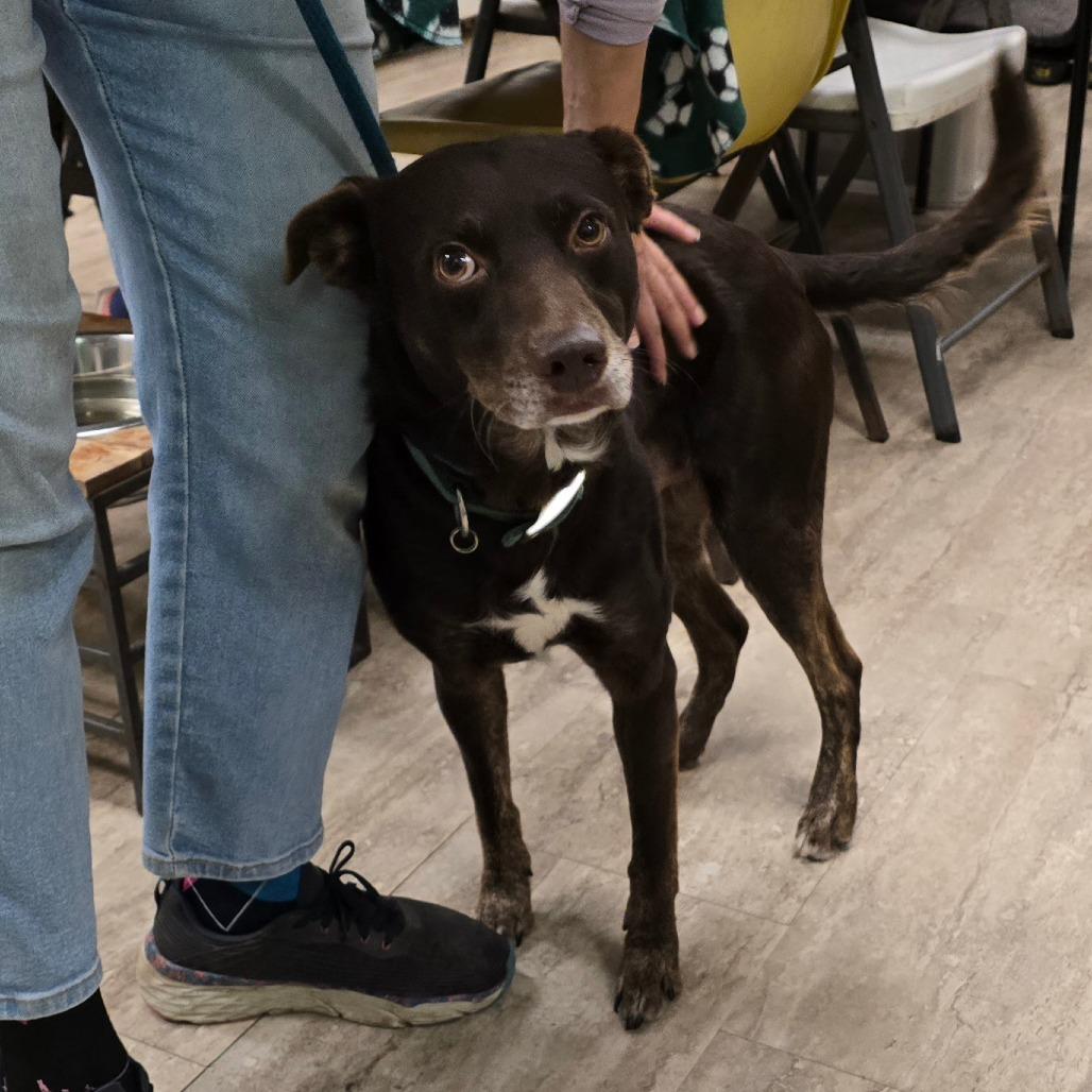 Enlarge Ringo, a Adoptable Mixed Breed in Hinesville, GA image 2/6