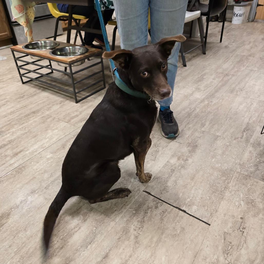 Enlarge Ringo, a Adoptable Mixed Breed in Hinesville, GA image 3/6