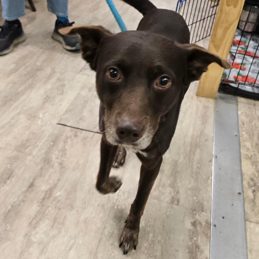 Enlarge Ringo, a Adoptable Mixed Breed in Hinesville, GA image 4/6