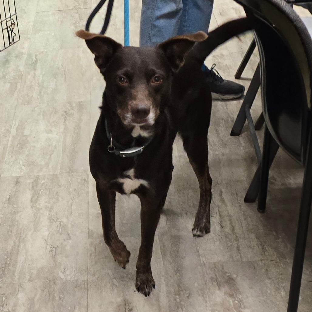 Ringo 2 — thumbnail 5