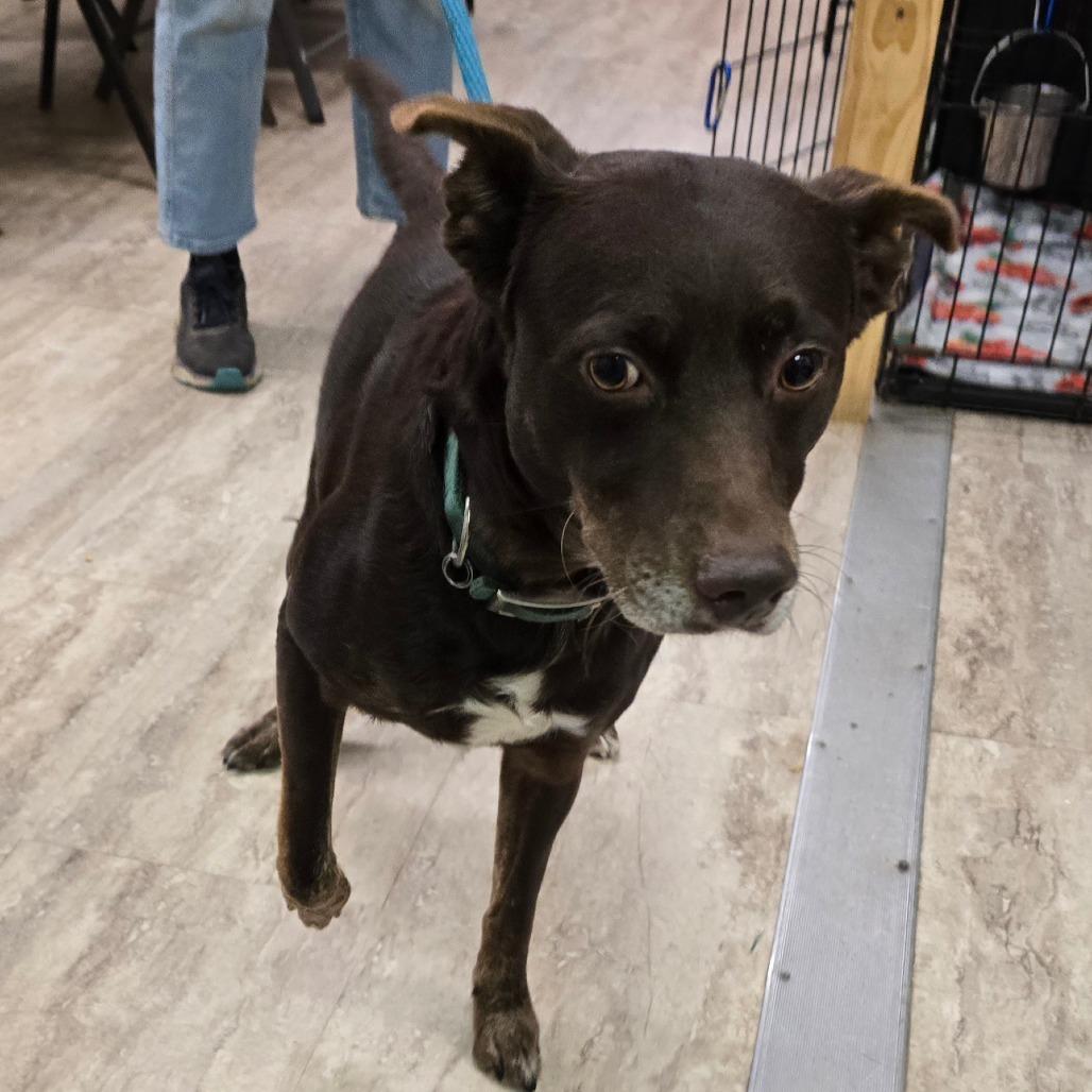 Enlarge Ringo, a Adoptable Mixed Breed in Hinesville, GA image 5/6