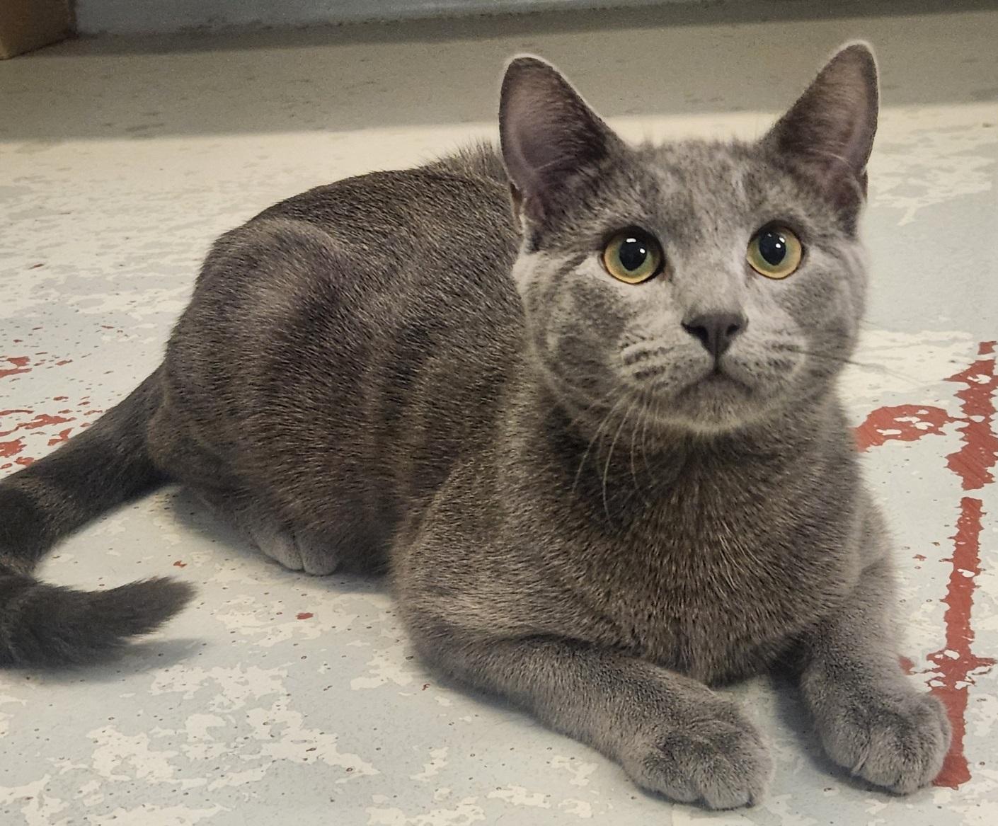 Enlarge Hex, a Adoptable Domestic Short Hair in Mason City, IA image 1/1