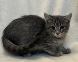 Enlarge Cinnamon, a ADOPTABLE mixed breed in Buffalo, MN image 1/1