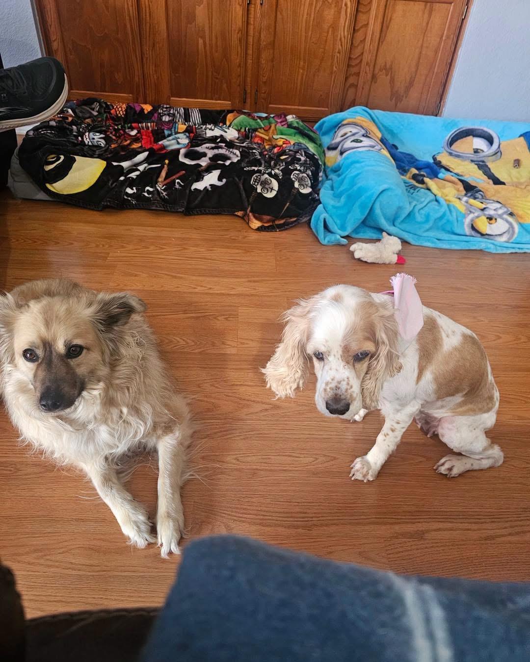 Enlarge Maisie, a Adoptable Cocker Spaniel in New Rochelle, NY image 3/6
