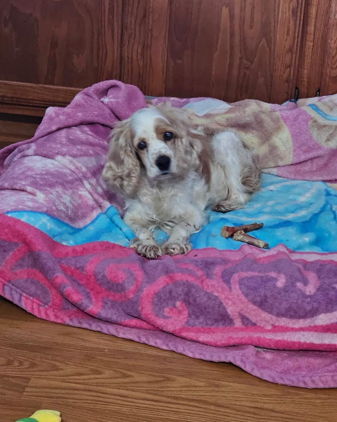 Enlarge Maisie, a Adoptable Cocker Spaniel in New Rochelle, NY image 5/6