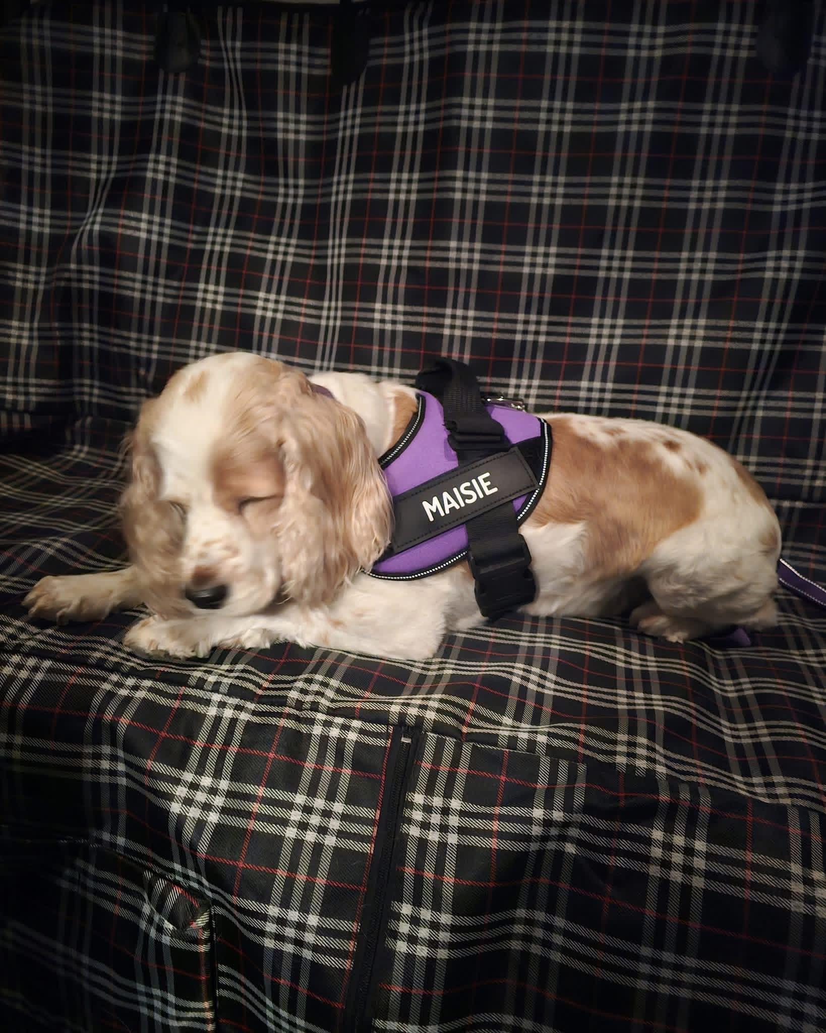 Maisie, Adoptable, Adult Female Cocker Spaniel.