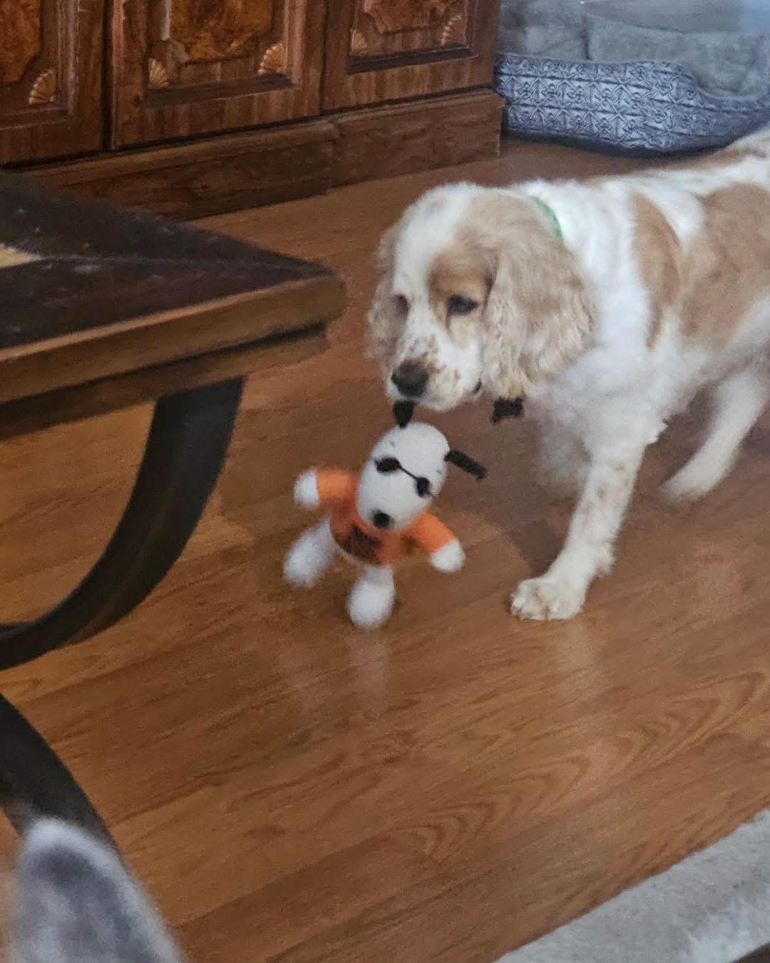Enlarge Maisie, a Adoptable Cocker Spaniel in New Rochelle, NY image 4/6