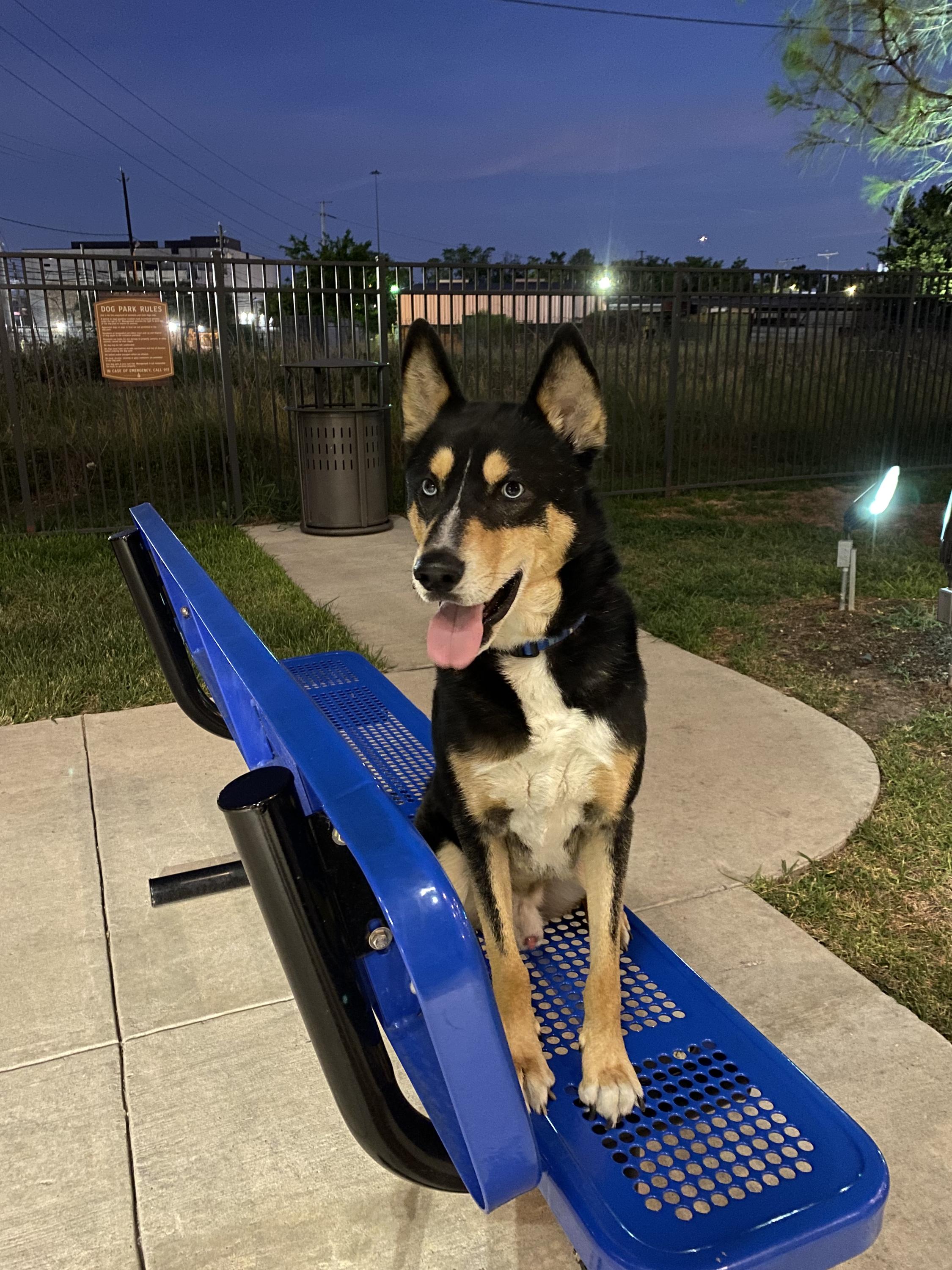 Enlarge Grant , a Adoptable mixed breed in Houston, TX image 3/5