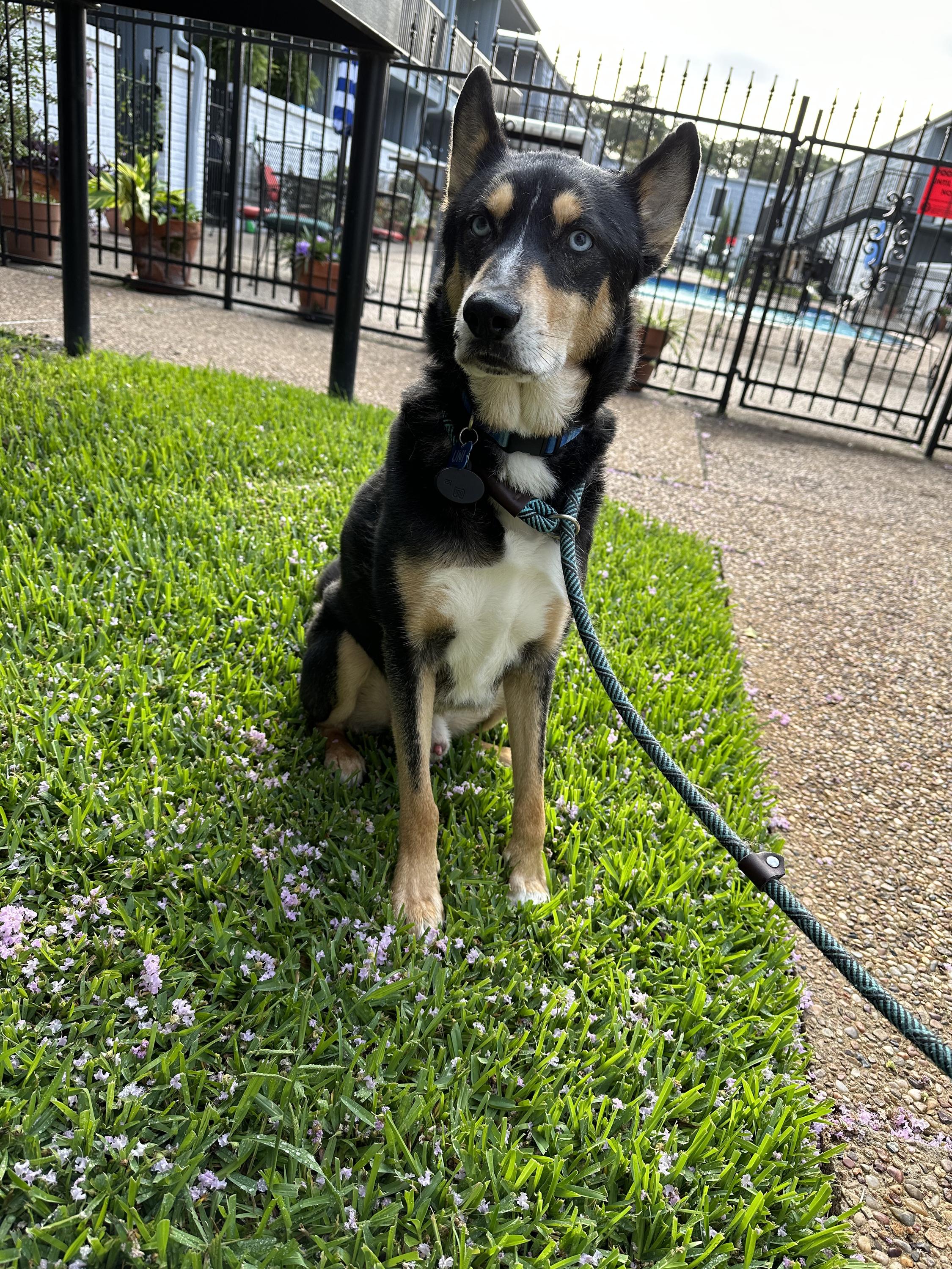 Enlarge Grant , a Adoptable mixed breed in Houston, TX image 5/5