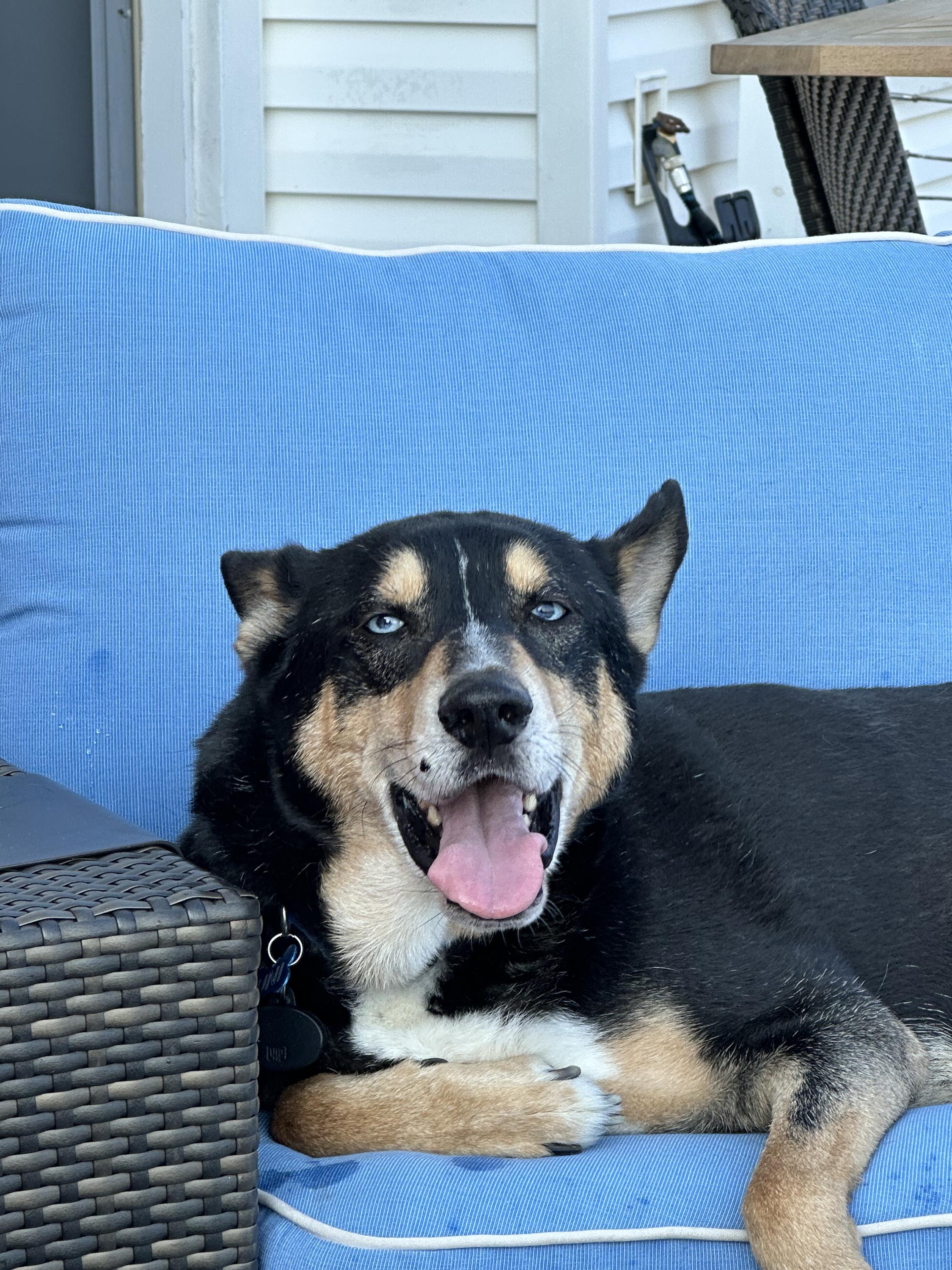 Enlarge Grant , a Adoptable mixed breed in Houston, TX image 4/5